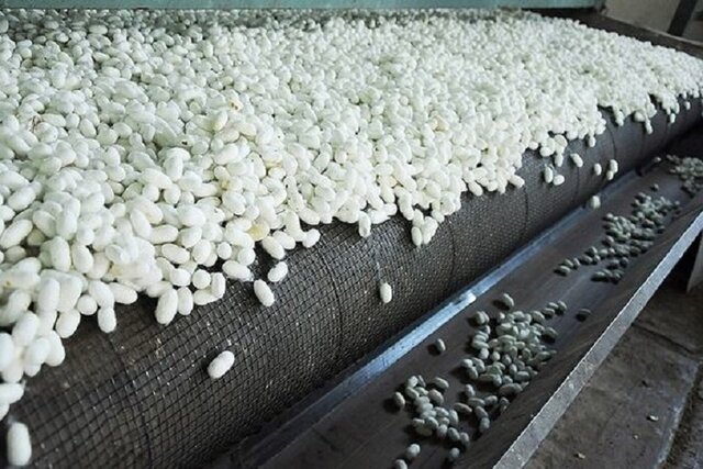 تولید ۶۰۰ کیلوگرم پیله ابریشم در همدان