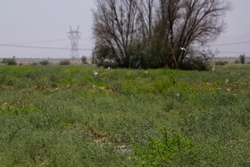 هجوم ملخ‌ها به روستاهای سیاهو و زمین‌های کشاورزی حاجی آباد