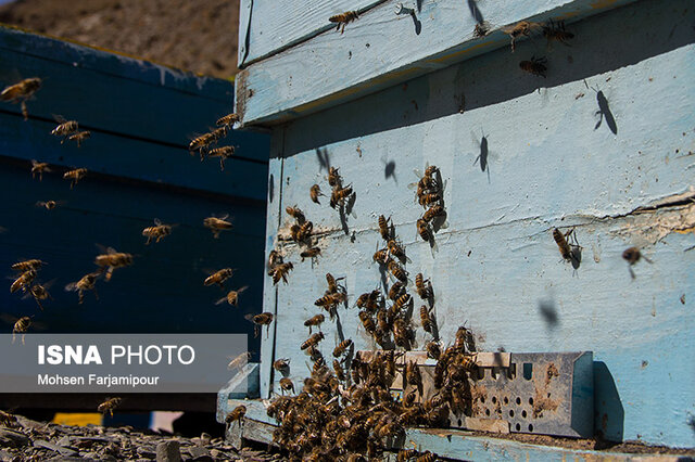 لوک آمریکایی یکی از شایع‌ترین بیماری‌ها بین زنبورهای عسل