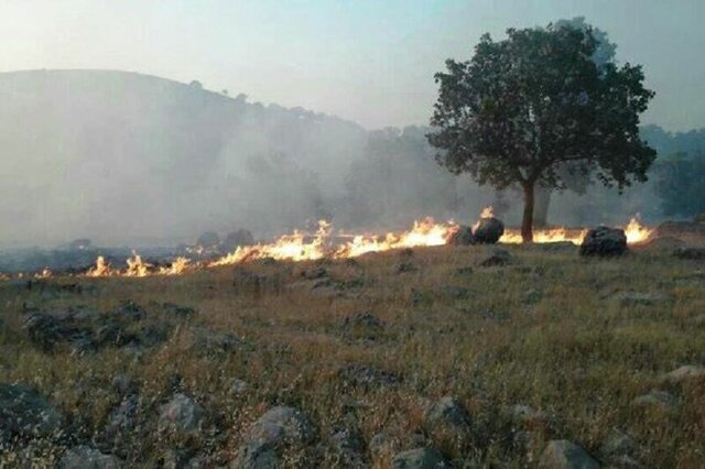 آیا آتش‌سوزی باغستان عمدی است؟