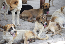 ساماندهی سگ‌های بلاصاحب دماوند با مشارکت فعالان حقوق حیوانات