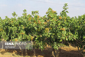 زنگ خطر خشکسالی و شوری آب در باغات پسته زرندیه به صدا درآمد