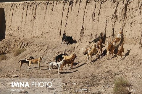 دو فوتی حاصل از گزیدگی حیوانات در هرمزگان