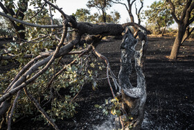 خطر آتش سوزی در باغستان سنتی قزوین همچنان وجود دارد