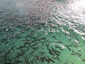 تکثیر بیش از ۱۱۰ میلیون قطعه بچه ماهی در مازندران
