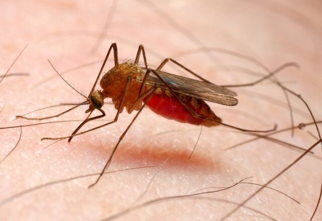 مقابله با پشه مالاریا به کمک حشره‌کش سازگار با محیط زیست