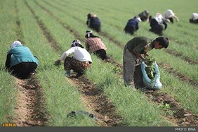 بورس کالا امکان توسعه تجارت محصولات کشاورزی را فراهم می‌کند
