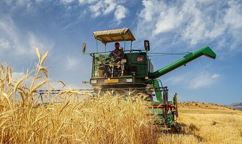 97 هزار تن گندم در استان مرکزی خریداری شد