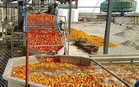 امسال ۱۵۰ هزار تن سیب درختی آذربایجان غربی جذب کارخانه‌های صنایع تبدیلی می‌شود