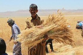 خرید ۴۲۰ هزار تن گندم از کشاورزان همدانی