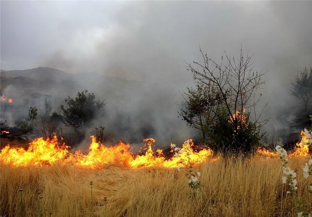 ۱۱ هکتار از گندم‌زارهای ابهر در آتش‌ سوخت