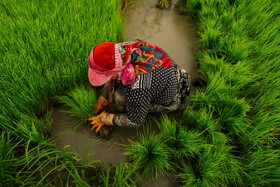 گاهی زمینها، خوب برای نشا آماده نمیشوند و زنان تا زانو در گل فرو میروند.