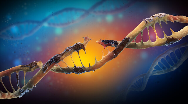 پیشگیری از سرطان پوست با ترمیم سلول‌های آسیب‌دیده DNA