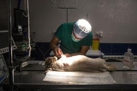 گزارشی از یک بیمارستان حیوانات؛ از سشوار مو تا اکوی قلب