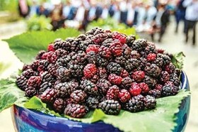 برگزاری جشنواره شاتوت و نمایشگاه محصولات محلی بانوان سولقان در قطب شاتوت کشور