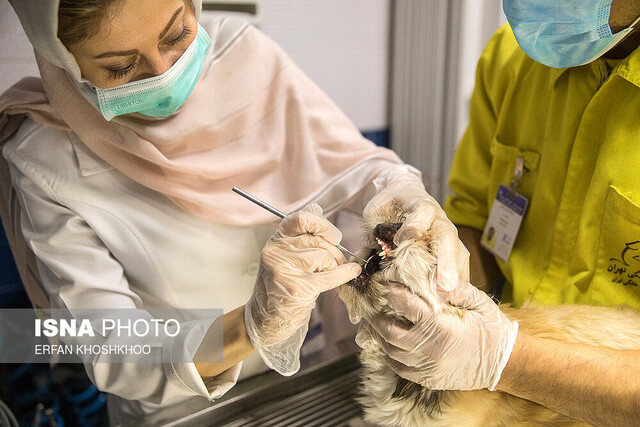 عکس تزئینی است لزوم توقف برخورد با کلینیکهای دامپزشکی