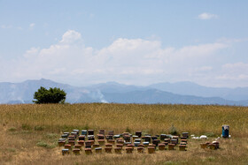پرورش زنبور عسل در جنگل‌های ارسباران شهرستان «خدا آفرین» در استان آذربایجان شرقی