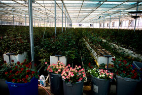 در واحد کاشت گل‌های تزیینی گلخانه‌ای به صورت هیدروپونیک به مساحت یک هکتار که سالانه یک میلیون گل در آن برداشت می‌شود.