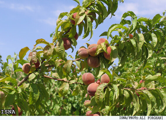پیش بینی برداشت ۱۹ هزار تن میوه هسته‌دار در کهگیلویه و بویراحمد