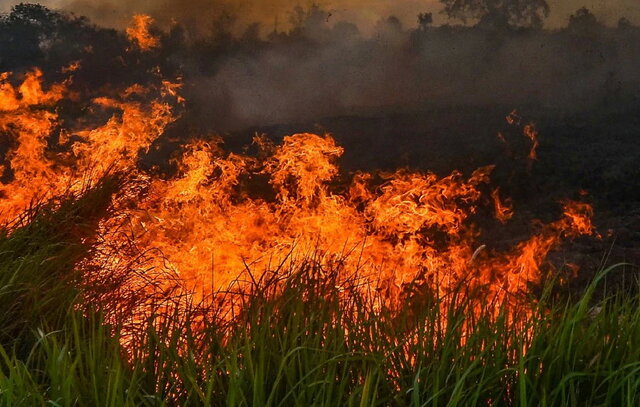 وقوع صدها مورد آتش‌سوزی جدید در جنگل آمازون
