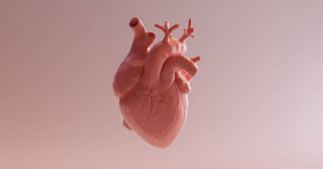 شناسایی یک سلول جدید که به درمان جراحت قلب کمک می‌کند