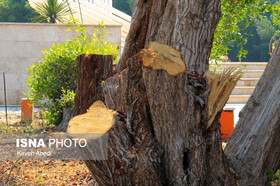 شهروندان قطع درختان را به ۱۵۰۴ اطلاع دهند