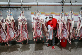 با کاهش قیمت دام زنده در قزوین، گوشت قرمز هم کوتاه آمد