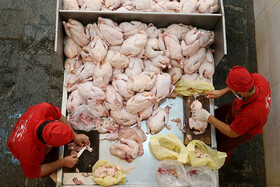 تولید ۶۰ هزار تن مرغ گوشتی در قزوین
