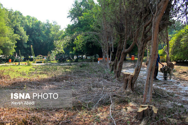 قطع و شکستن درختان در سطح شهر رفسنجان بدون مجوز ممنوع است