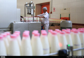 افزایش سالانه تولید ۱۵۰۰ تن شیر در کاشان