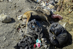 دپوی زبالههای استان مازندران به شیوه غیر اصولی
در منطقه «گویچاله» روستای فولاد محله در محدوده شهرستان مهدیشهر استان سمنان