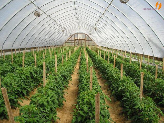 افتتاح گلخانه پرورش وتولید نهال میوه های گرمسیری در شهرستان کنارک
