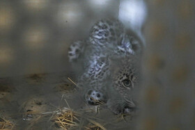 قرنطینه مرکز بازپروری پردیسان به دلیل شیوع یک بیماری