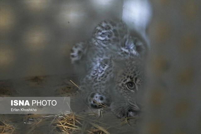 قرنطینه مرکز بازپروری پردیسان به دلیل شیوع یک بیماری