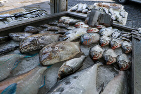 ماهی ناقل ویروس کرونا نیست+ قیمت