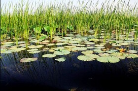 51 منطقه در خراسان رضوی قابلیت معرفی به عنوان تالاب و میکروتالاب را دارند