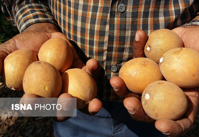 میوه‌ای سِحرآمیز با خاصیت ضدسرطانی