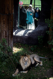 آغاز زندگی مشترک شیرهای ایرانی باغ وحش تهران