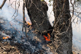 آماده‌باش ۱۹۴ اکیپ برای مقابله با آتش‌سوزی احتمالی در جنگل‌های گلستان