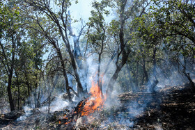 درختان منطقه «قلی‌آباد» کبودراهنگ از آتش‌سوزی در امان ماندند