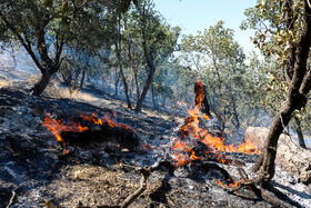 کاهش آتش سوزی جنگل‌ها در ۱۰ سال اخیر