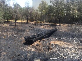 "کمالک"؛ باغی که در سکوت ویران شد + عکس