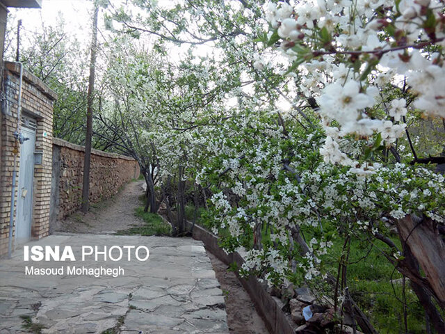 شهری که درخت را مهر دختران‌شان می‌کنند