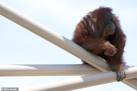 کمک اورانگوتان‌ها به درک چگونگی تکامل گفتار انسان
