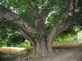 آماری از درخت‌های کهنسال ایران