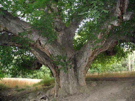 درخت کهنسال روستای پیرلر