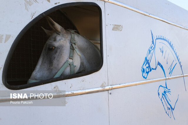 زنجیره ارزش اسب کرد در کرمانشاه راهاندازی میشود زنجیره ارزش اسب کرد در کرمانشاه راهاندازی میشود
