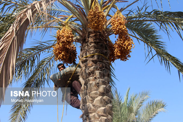 "خرماپزون" است... +تصاویر