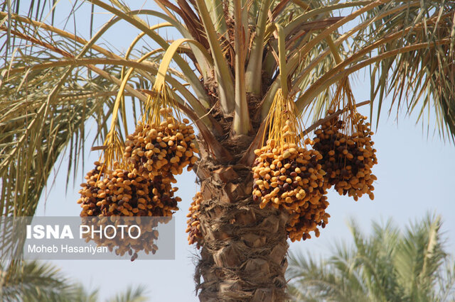 وضع عوارض بر صادرات خرما