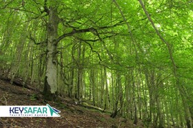 زیباترین جنگل‌های ایران را می‌شناسید؟